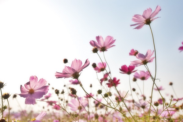 Choosing The Right Sympathy Flowers For A Buddhist Funeral