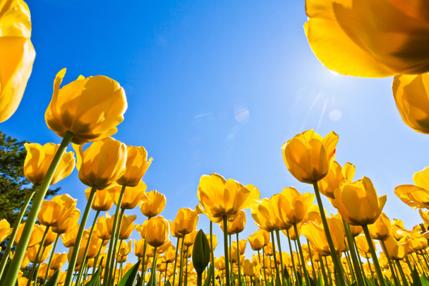 溫哥華賞鬱金香之旅*