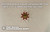 IAN Flotillenadmiral through Großadmiral der Flotte – IAN F-1 – F-6 Sleeve Star (Pair)