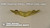 RMN Observer Wings, Officer