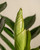 ZZ Plant
