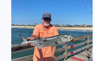 Bluefish on the Outer Banks: Why They're One of Summer's Best Surf Targets