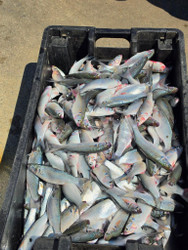 Fishing for Red Drum With Fresh Mullet | Hatteras Island Guide
