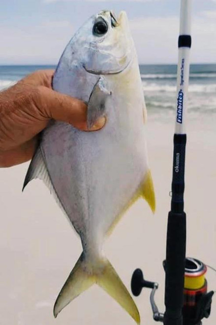 FISHBITES Fishbites® Signature Series Surf Rods, a fishing rod displayed outdoors on a beach with a fish caught on the line.