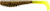 Z-MAN FISHING PRODUCTS INC. Z-Man Swimmin' Trout Trick, soft plastic fishing lure with a multi-segmented body in dark color with glitter, and a bright yellow tail.