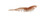 Z-MAN FISHING PRODUCTS INC. Z-Man Scented ShrimpZ, close-up of a realistic soft plastic shrimp lure in beige with black specks, designed for fishing.