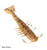 Z-Man Salty Ned ShrimpZ, a soft plastic fishing lure designed to resemble a shrimp with a salted finish and detailed tail and body for freshwater and saltwater fishing.