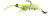 Z-MAN FISHING PRODUCTS INC. PrawnstarZ 3.5" Shrimp, realistic fishing bait with a green and white body and multiple legs for freshwater and saltwater fishing.