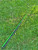 Nick's Custom Rods 2025, green fishing rod placed on green grass.