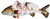 SALTY BONES Salty Bones Shredded Redfish Profile, shredded redfish fish profile with visible red and white flesh and scales
