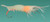 Psycho's Surf Fishing Ghost Shrimp Float Rigs Rattler & VooDoo, a detailed image of a ghost shrimp imitation lure with multiple hooks and soft plastic appendages for surf fishing.