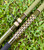 2026 Nick's Custom Rods - CTS 1205 Conventional