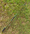 2026 Nick's Custom Rods CTS Vapor Trail VT1006