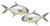 SALTY BONES Pompano Profile Fish Stickers, realistic illustrated fish stickers of pompano with detailed fins and scales.