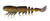 Z-MAN FISHING PRODUCTS INC. PrawnstarZ Loose Body Shrimp, detailed soft plastic fishing lure resembling a shrimp. 