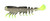 Z-MAN FISHING PRODUCTS INC. PrawnstarZ Loose Body Shrimp, soft plastic fishing lure resembling a shrimp with a segmented body and bright yellow tail.