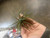 ES Lures Plastic Urchin