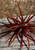 ES LURES ES Lures Sea Urchin Dice Lure, realistic sea urchin-shaped fishing lure with multiple tentacle-like appendages.