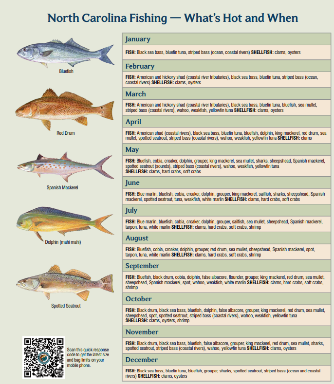 North Carolina fishing seasons chart showing what fish and shellfish are in season by month