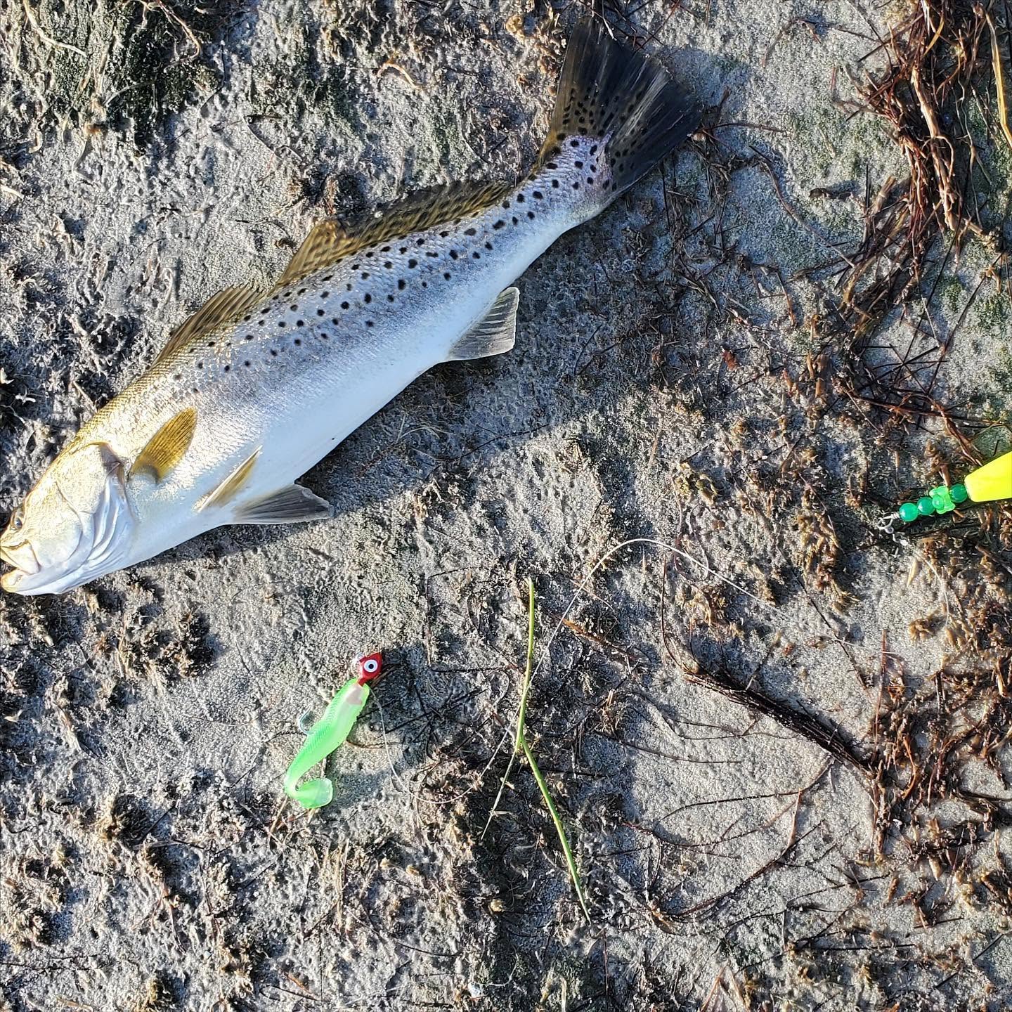Pamlico Sound Fishing Guide: Species, Gear, and Access Points from Hatteras Island