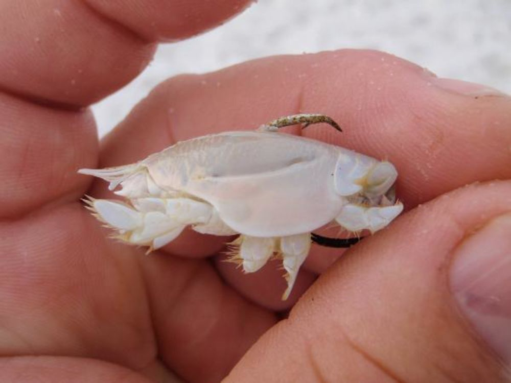 ​TACKLE TUESDAY – SAND FLEAS