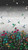 Carla Joseph - Tranquility - Single Border - Dark Grey