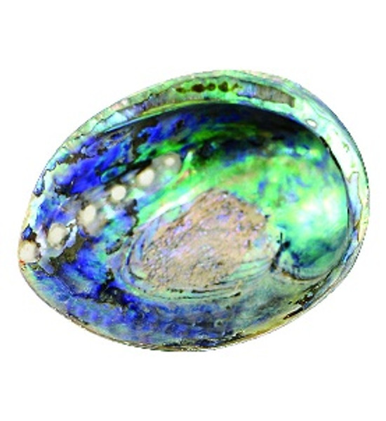 Abalone shell for Smudging  - Medium