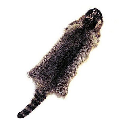 Raccoon