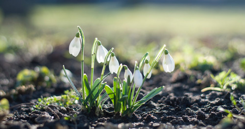 UK plants flowering a month earlier – are you ready?