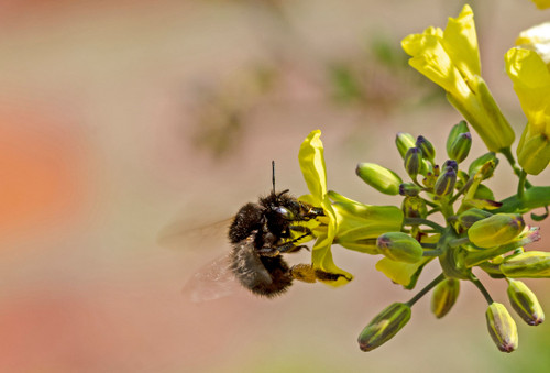 World Bee Day 2021: How to help bees