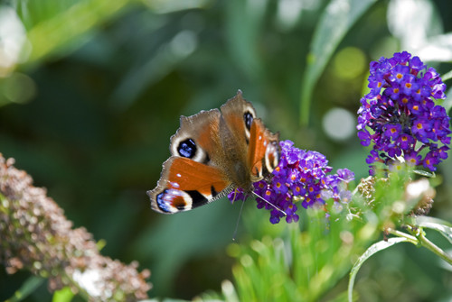 Helping butterflies to thrive in your garden