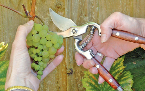 Pruning Tools: Bypass or Anvil?