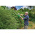Hedge Trimmer, 550mm, 600W - 45920_HT5003iu1.jpg