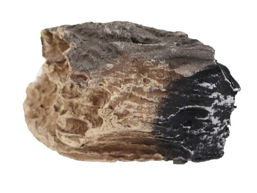 Napoleon Log #3 – Left (W135-0381)