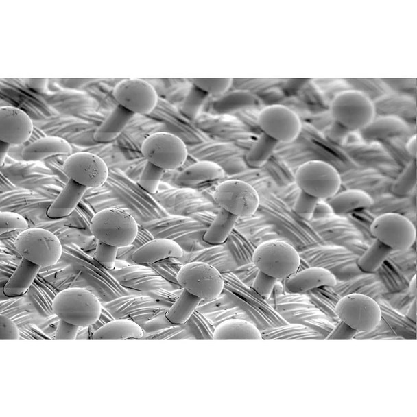 Disc Backing Pads; Pad Diameter (Inch): 5 ; Backing Pad Type: Hook & Loop - 20829842