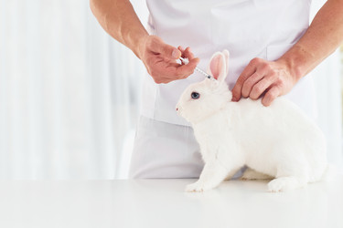 806 Rabbit antibodies