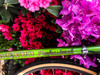 1972 Nishiki Professional Randonneur Conversion: 58cm - Unrestored - Chrome Lugs - Drillium - Cyclone GT - Mafac - Prior - Belt - Simplex - VO