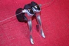 Shimano Dura Ace ST-7700 STI Shifters: 9 Speed