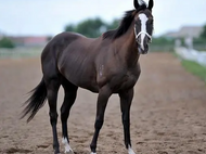 Tips for EIPH in Horses