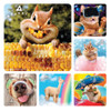 Assorted Stickers Avanti Stickers, 100/Roll, PS709