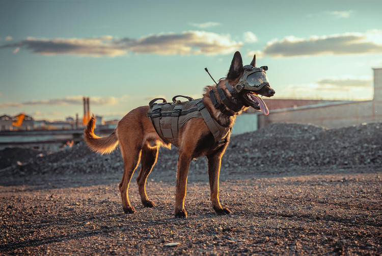 Recon K9