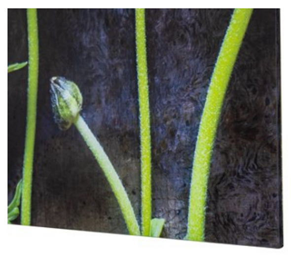 Ranunculus I Ranunculus I