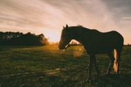 Horse Trailer Solutions from Austin Hardware®