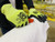 SFT-GV-000-C4-SM Work Gloves, HPPE Cut Resistant Shell, Hi-Vis, Nitrile Coated Palm and Fingertips, Nitrile Micro-Dotted Palm, Reinforced Thumb Crotch, 18 Gauge, Size S Austin Hardware & Supply