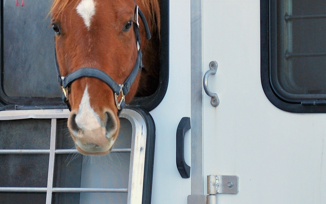 Horse trailer with 2 grab handles near window and door
