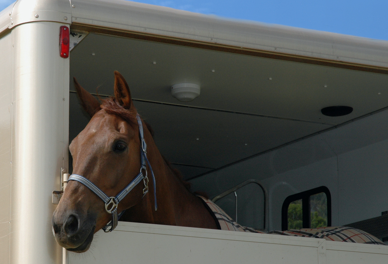 Horse trailer with vent in roof