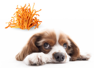 Cordyceps for Pets: Natural Support for Energy, Vitality, and Resilience