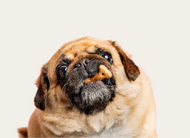 Homemade Peanut Butter & Pumpkin Dog Treats