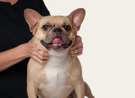 Massage therapy isn’t just pampering—it’s a powerful wellness tool for pets.