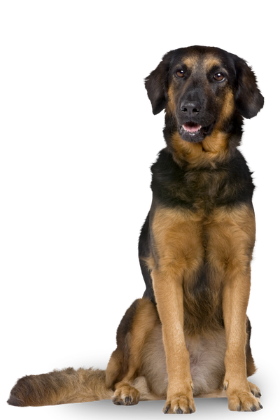 Dog sitting beside mushrooms for pets card